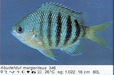 Abudefduf margariteus